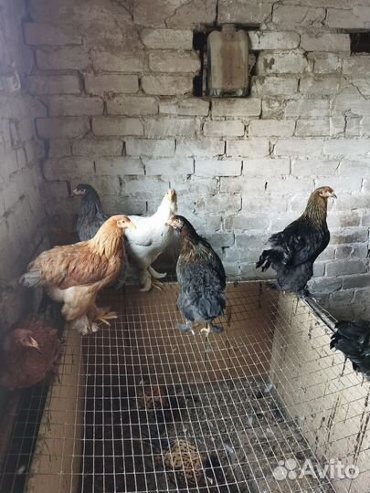 Куры молодки несушки