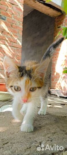 Кошка в дар бесплатно
