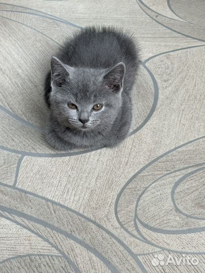 Британская