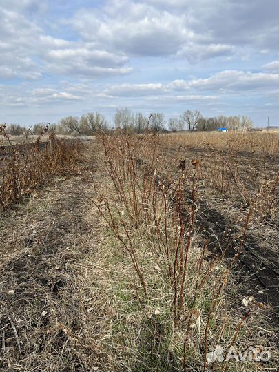 Ремонтантная малина маравилла, Химбатоп