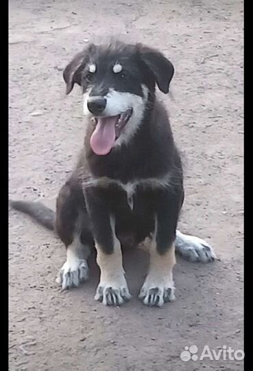 Красавчик 3 мес. В добрые руки