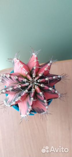 Большой Кактус Gymnocalycium variegate