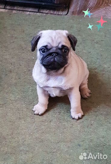 Щенки мопса мальчик и девочка свободны