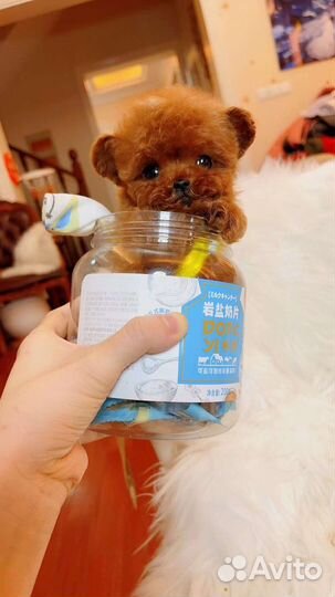 Тикап тедди пудель мальтипу микро import China