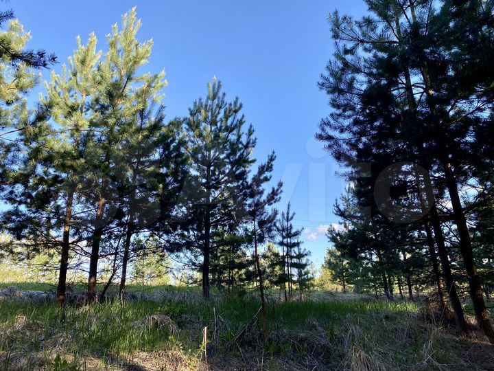 Участок 14,5 сот. (ИЖС)