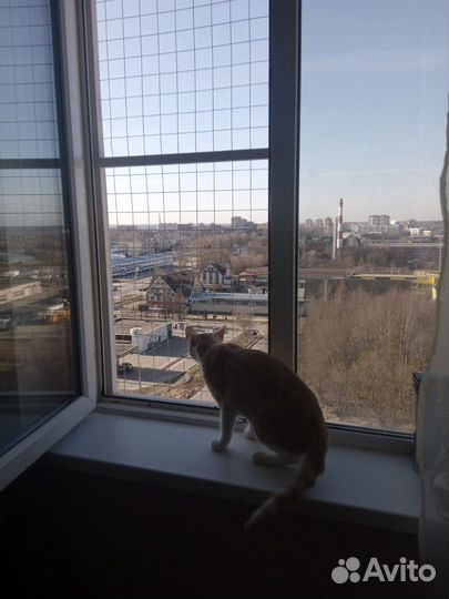 Решетка, сетка. Антикошка