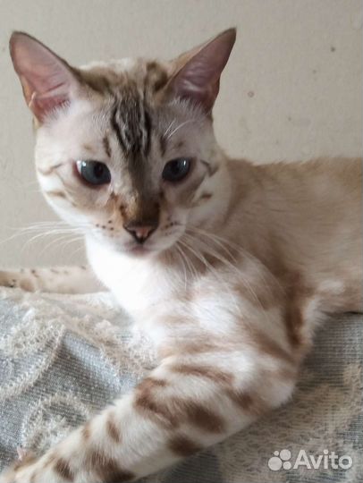 Бенгальский кот