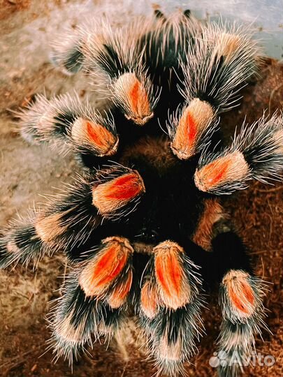 Паук-птицеед в аренду