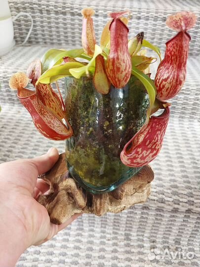 Ваза на дереве с непентес гая (хищное растение)