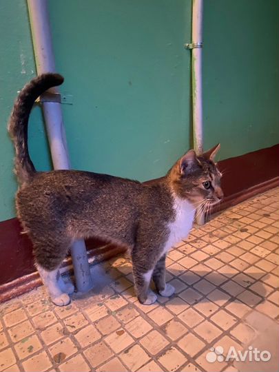 Кошки в добрые руки