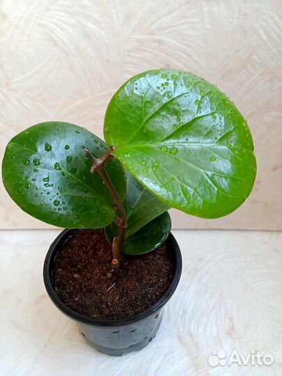 Хойя cv. Rhiannа (ss 37-03)