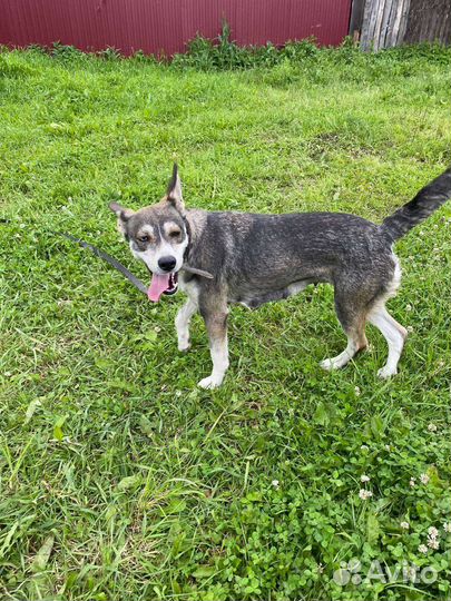 Айза ищет дом