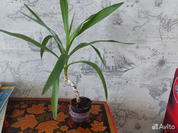 Пальма юкка 55 см