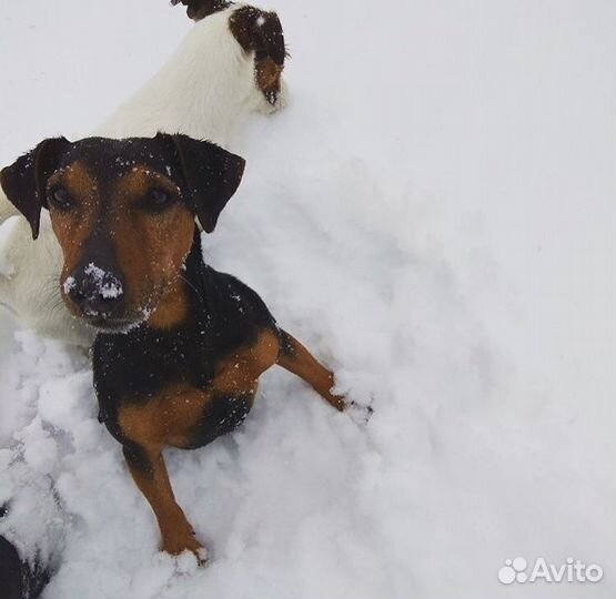Гостиница для животных