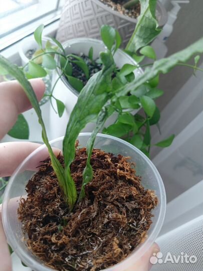 Асплениум крокодил