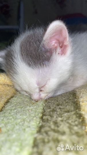 Котята в добрые руки даром