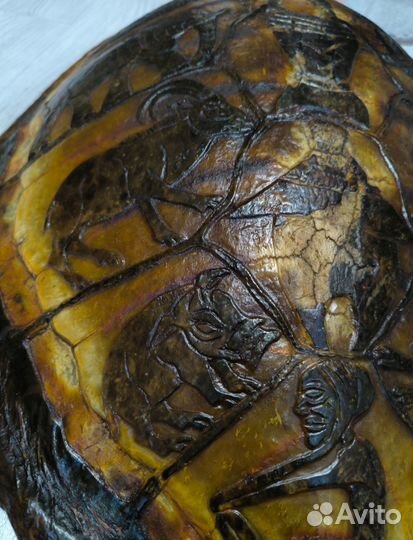 Черепаха панцирь