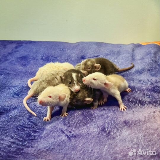 Редкие крысята дамбо