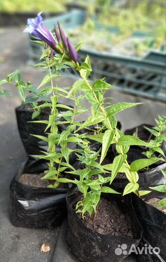 Горечавка ластовневая