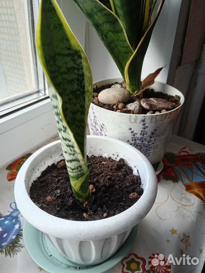 Сансевиерия щучий хвост