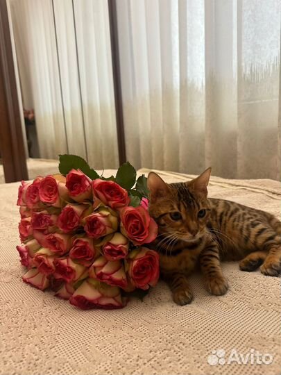 Бенгальская кошка