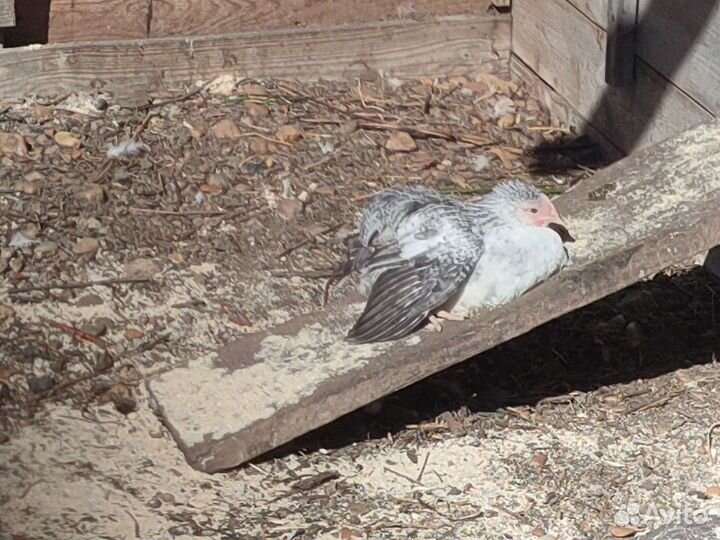 Цыплята несушки подрощенные