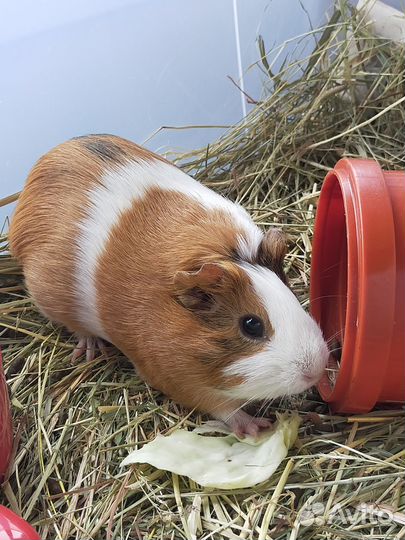 Морские свинки