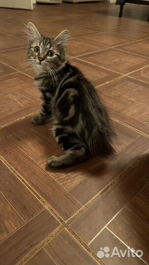 Курильский бобтейл