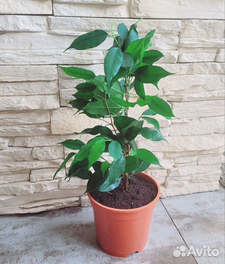 Фикус бенджамина 