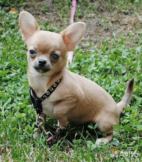 Щенки чихуа. Мальчик на фото