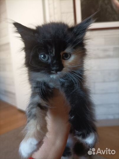 Котёнок от вислоухой кошки