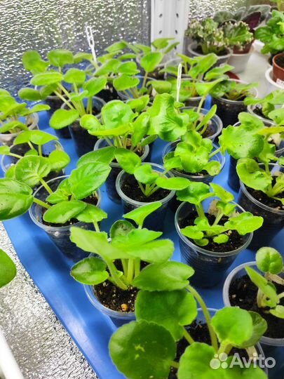 Детки сортовых фиалок