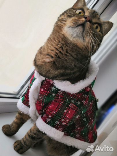 Кот модель для съемок