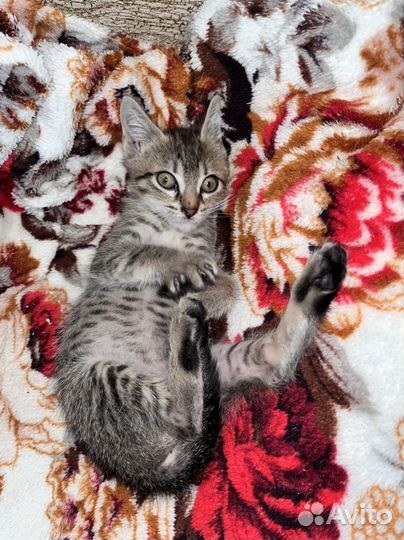 Котенок в дар