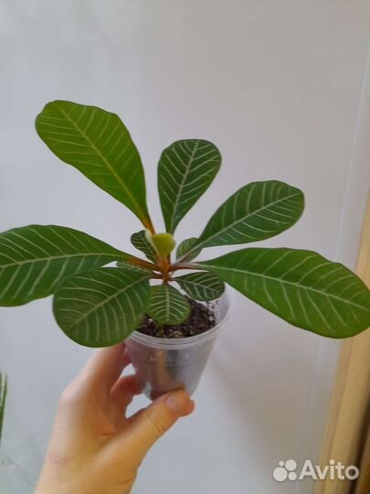 Молочай беложильчатый, фикус