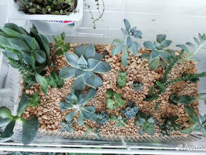 Суккуленты