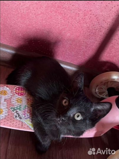 Котенок мальчик ищет дом