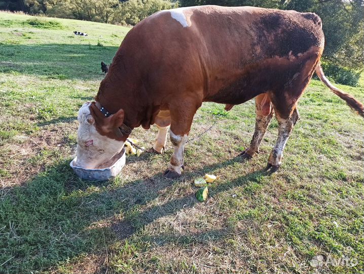 Продам быка на племя, мясо