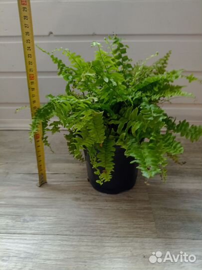 Папоротник нефролепис