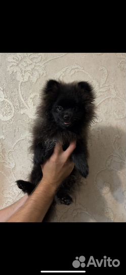 Щенки шпица