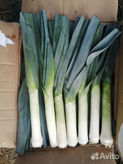 Лук порей есть объем