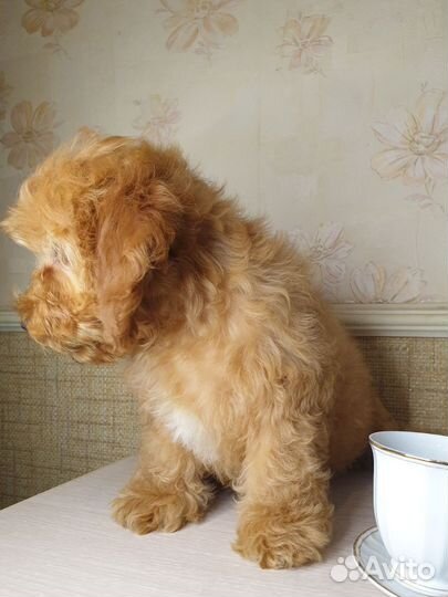 Щенки кокопу мальтипу дизайн brend DOG Disney