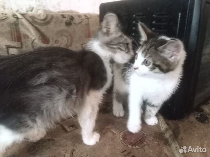 Котенок девочка в дар