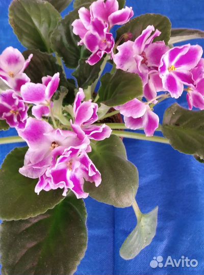 Сортовые фиалки