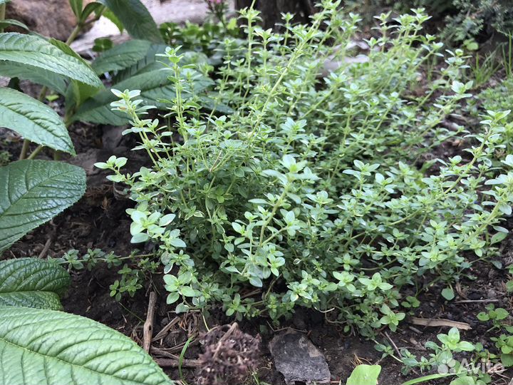 Тимьян ползучий (лимонный, чабрец)