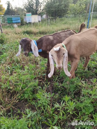 Козлики камори-нубийские