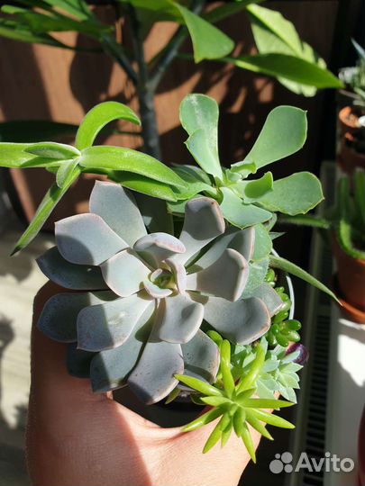 Суккуленты наборы мини садики