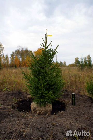 Саженцы Клёна,Ели,Сосны,Берёзы,Дуба