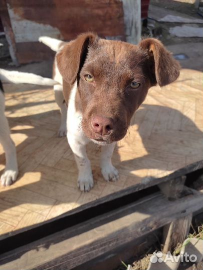 Щенки, ждущие своих хозяев