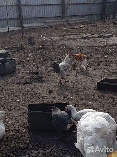 Молодняк птицы